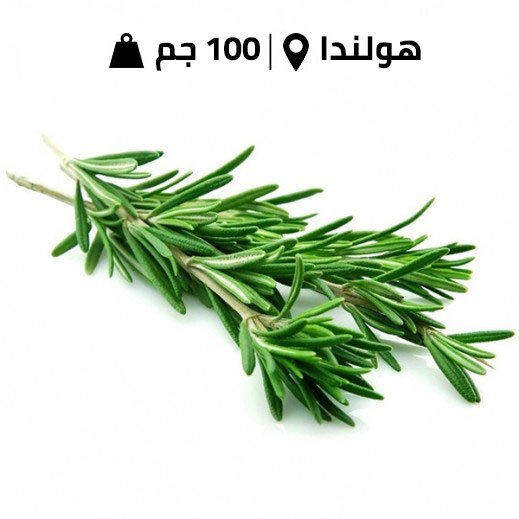 Fresh Dutch Rosemary 100g Approx